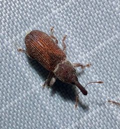 Magdalis armicollis by (c) Joshua Ebright, some rights reserved (CC BY), uploaded by Joshua Ebright. Used under a CC-BY license.