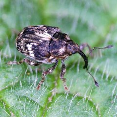 Microplontus campestris by (c) Barry Walter, some rights reserved (CC BY), uploaded by Barry Walter. Used under a CC-BY license.