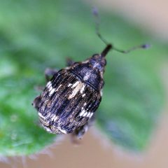 Microplontus campestris by (c) Barry Walter, some rights reserved (CC BY), uploaded by Barry Walter. Used under a CC-BY license.