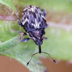 Microplontus campestris by (c) Barry Walter, some rights reserved (CC BY), uploaded by Barry Walter. Used under a CC-BY license.