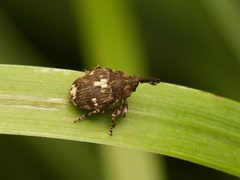 Mogulones crucifer by (c) Alexis Tinker-Tsavalas, some rights reserved (CC BY), uploaded by Alexis Tinker-Tsavalas. Used under a CC-BY license.