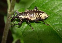 Heilipus squamosus by (c) Gordon C. Snelling, some rights reserved (CC BY), uploaded by Gordon C. Snelling. Used under a CC-BY license.
