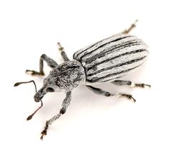 Myrmex lineatus by (c) Koji Shiraiwa, some rights reserved (CC BY), uploaded by Koji Shiraiwa. Used under a CC-BY license.