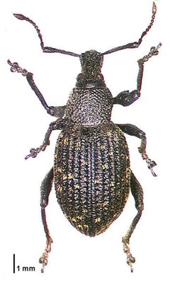 Otiorhynchus sulcatus by (c) Landcare Research New Zealand Ltd, some rights reserved (CC BY). Used under a CC-BY license.