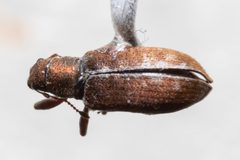 Pachyrhinus californicus by (c) Kalvin Chan, some rights reserved (CC BY), uploaded by Kalvin Chan. Used under a CC-BY license.