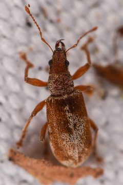 Pachyrhinus californicus by (c) Trevor Van Loon, some rights reserved (CC BY), uploaded by Trevor Van Loon. Used under a CC-BY license.