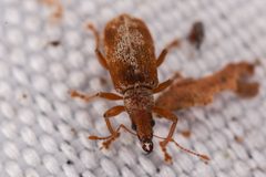 Pachyrhinus californicus by (c) Trevor Van Loon, some rights reserved (CC BY), uploaded by Trevor Van Loon. Used under a CC-BY license.