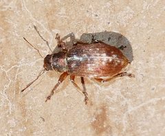Pachyrhinus californicus by (c) Wendy McCrady, some rights reserved (CC BY), uploaded by Wendy McCrady. Used under a CC-BY license.