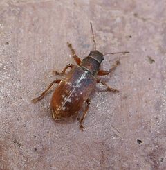 Pachyrhinus californicus by (c) Wendy McCrady, some rights reserved (CC BY), uploaded by Wendy McCrady. Used under a CC-BY license.