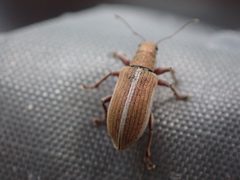 Pachyrhinus elegans by no rights reserved, uploaded by Ellyne Geurts. Used under a CC0 license.