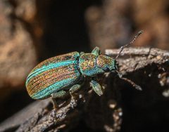 Pachyrhinus elegans by (c) Alan Rockefeller, some rights reserved (CC BY), uploaded by Alan Rockefeller. Used under a CC-BY license.