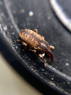Pachytychius haematocephalus by no rights reserved, uploaded by Peter Gabler. Used under a CC0 license.