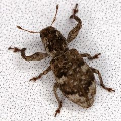 Pandeleteius cinereus by (c) Catherine C. Galley, some rights reserved (CC BY), uploaded by Catherine C. Galley. Used under a CC-BY license.