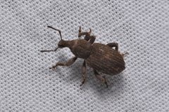 Panscopus rugicollis by no rights reserved, uploaded by Braden J. Judson. Used under a CC0 license.