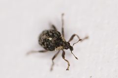 Pelenomus sulcicollis by (c) Brandon Johnson, some rights reserved (CC BY), uploaded by Brandon Johnson. Used under a CC-BY license.