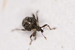 Pelenomus sulcicollis by (c) Brandon Johnson, some rights reserved (CC BY), uploaded by Brandon Johnson. Used under a CC-BY license.