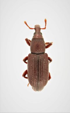 Phloeophagus apionides by no rights reserved, uploaded by Nick Bédard. Used under a CC0 license.