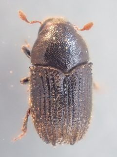 Phloeosinus cristatus by (c) Trevor Van Loon, some rights reserved (CC BY), uploaded by Trevor Van Loon. Used under a CC-BY license.