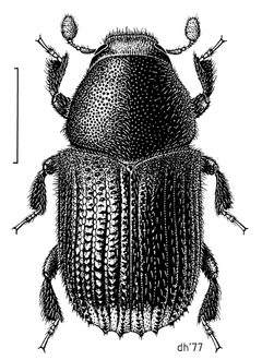 Phloeosinus cupressi by (c) Desmond W. Helmore
, some rights reserved (CC BY). Used under a CC-BY license.