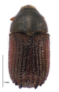 Phloeosinus cupressi by (c) Landcare Research New Zealand Ltd, some rights reserved (CC BY). Used under a CC-BY license.