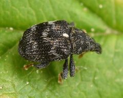 Piazorhinus scutellaris by (c) skitterbug, some rights reserved (CC BY), uploaded by skitterbug. Used under a CC-BY license.