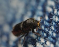 Pityogenes bidentatus by (c) Alexis Tinker-Tsavalas, some rights reserved (CC BY), uploaded by Alexis Tinker-Tsavalas. Used under a CC-BY license.