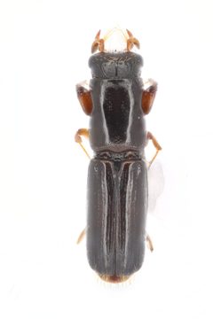 Platypodinae by (c) Natural History Museum:  Coleoptera Section, some rights reserved (CC BY). Used under a CC-BY license.