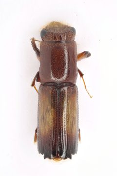 Platypodinae by (c) Natural History Museum:  Coleoptera Section, some rights reserved (CC BY). Used under a CC-BY license.