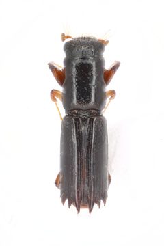 Platypodinae by (c) Natural History Museum:  Coleoptera Section, some rights reserved (CC BY). Used under a CC-BY license.