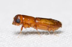Platypodinae by (c) Justin Williams, some rights reserved (CC BY), uploaded by Justin Williams. Used under a CC-BY license.