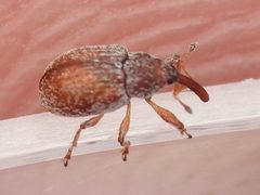Pseudanthonomus tomentosulus by (c) Sam Kieschnick, some rights reserved (CC BY), uploaded by Sam Kieschnick. Used under a CC-BY license.