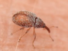 Pseudanthonomus tomentosulus by (c) Sam Kieschnick, some rights reserved (CC BY), uploaded by Sam Kieschnick. Used under a CC-BY license.