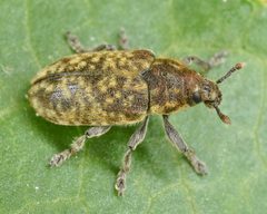 Rhinocyllus conicus by (c) skitterbug, some rights reserved (CC BY), uploaded by skitterbug. Used under a CC-BY license.