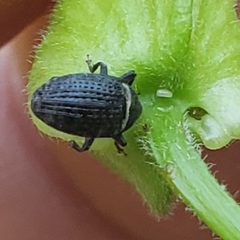 Rhyssomatus aequalis by (c) Mark Richman, some rights reserved (CC BY), uploaded by Mark Richman. Used under a CC-BY license.