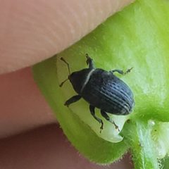 Rhyssomatus aequalis by (c) Mark Richman, some rights reserved (CC BY), uploaded by Mark Richman. Used under a CC-BY license.