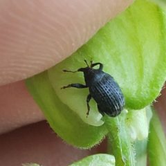Rhyssomatus aequalis by (c) Mark Richman, some rights reserved (CC BY), uploaded by Mark Richman. Used under a CC-BY license.