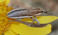 Scaphomorphus by (c) Even Dankowicz, some rights reserved (CC BY), uploaded by Even Dankowicz. Used under a CC-BY license.