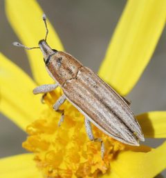 Scaphomorphus by (c) Even Dankowicz, some rights reserved (CC BY), uploaded by Even Dankowicz. Used under a CC-BY license.