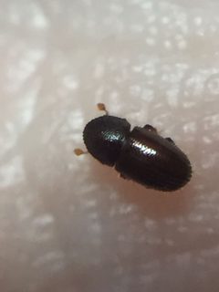 Coccotrypes dactyliperda by (c) Stephen Thorpe, some rights reserved (CC BY), uploaded by Stephen Thorpe. Used under a CC-BY license.