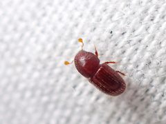 Coccotrypes dactyliperda by (c) Saryu Mae 前 朝琉, some rights reserved (CC BY), uploaded by Saryu Mae 前 朝琉. Used under a CC-BY license.
