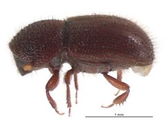 Coccotrypes dactyliperda by (c) Landcare Research New Zealand Ltd, some rights reserved (CC BY). Used under a CC-BY license.