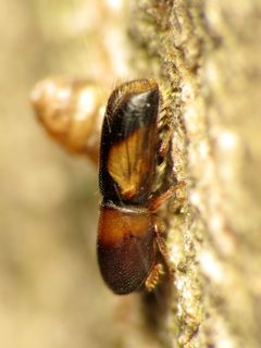 Corthylina by (c) Katja Schulz, some rights reserved (CC BY). Used under a CC-BY license.
