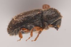 Cryphalus pubescens by (c) Trevor Van Loon, some rights reserved (CC BY), uploaded by Trevor Van Loon. Used under a CC-BY license.