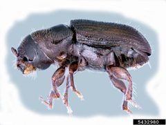 Dendroctonus frontalis by (c) Erich G. Vallery, some rights reserved (CC BY). Used under a CC-BY license.