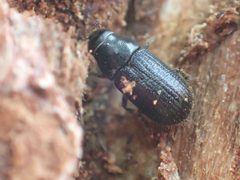 Dendroctonus rufipennis by (c) Matt Bowser, some rights reserved (CC BY), uploaded by Matt Bowser. Used under a CC-BY license.