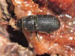 Dendroctonus terebrans by (c) Jake McCumber, some rights reserved (CC BY), uploaded by Jake McCumber. Used under a CC-BY license.