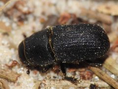 Dendroctonus terebrans by (c) Sam Kieschnick, some rights reserved (CC BY), uploaded by Sam Kieschnick. Used under a CC-BY license.