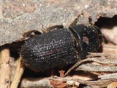 Dendroctonus terebrans by (c) Sam Kieschnick, some rights reserved (CC BY), uploaded by Sam Kieschnick. Used under a CC-BY license.
