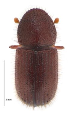 Dryocoetini by (c) Landcare Research New Zealand Ltd, some rights reserved (CC BY). Used under a CC-BY license.