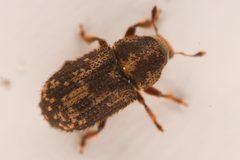 Pseudohylesinus sericeus by (c) Trevor Van Loon, some rights reserved (CC BY), uploaded by Trevor Van Loon. Used under a CC-BY license.